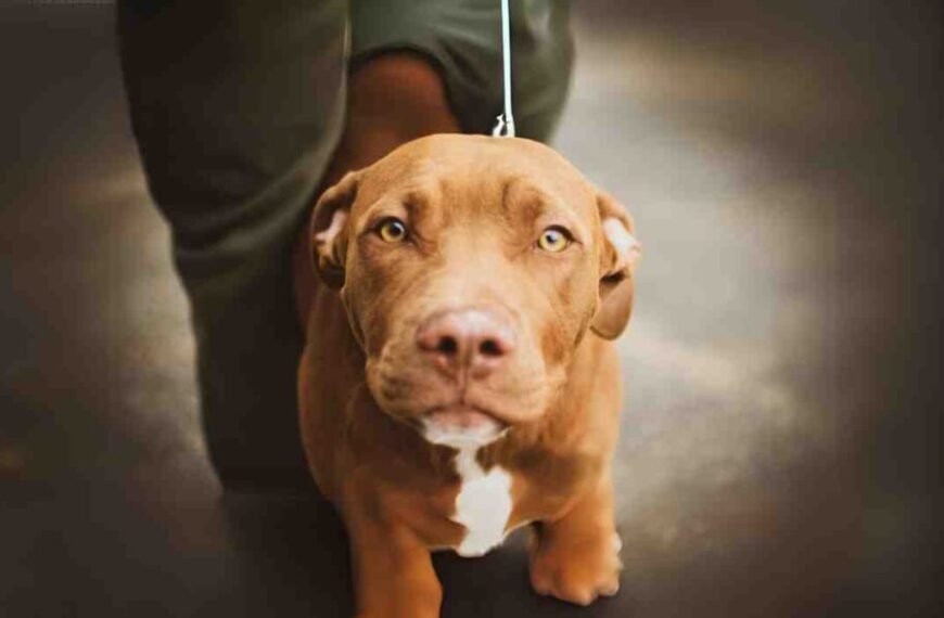 Unraveling the Canine Meme: What The Heckin Dog