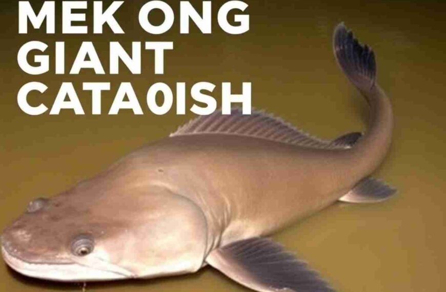 Mekong Giant Catfish