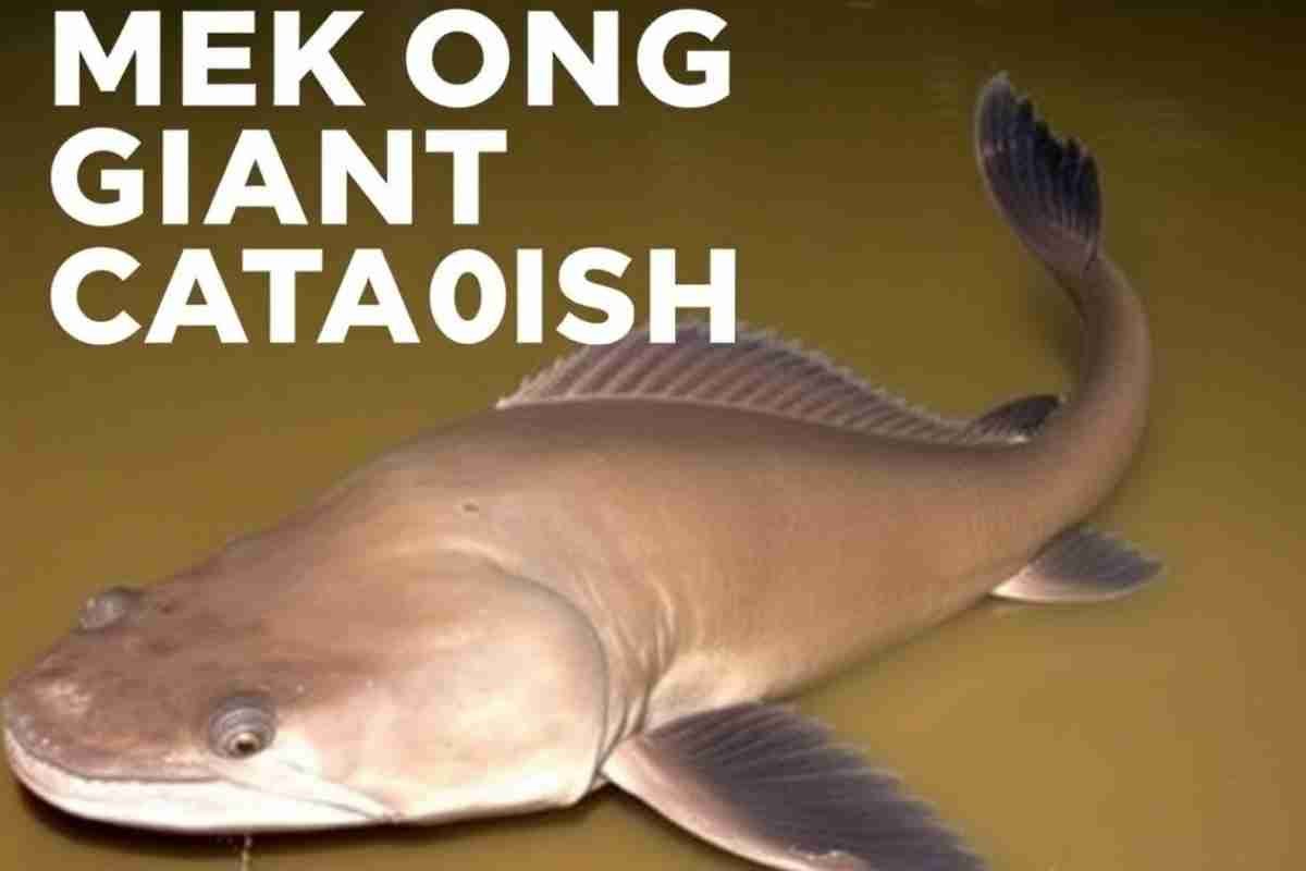 Mekong Giant Catfish