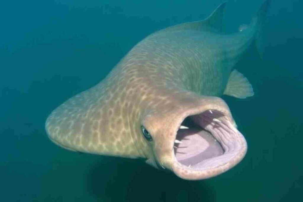Mekong Giant Catfish