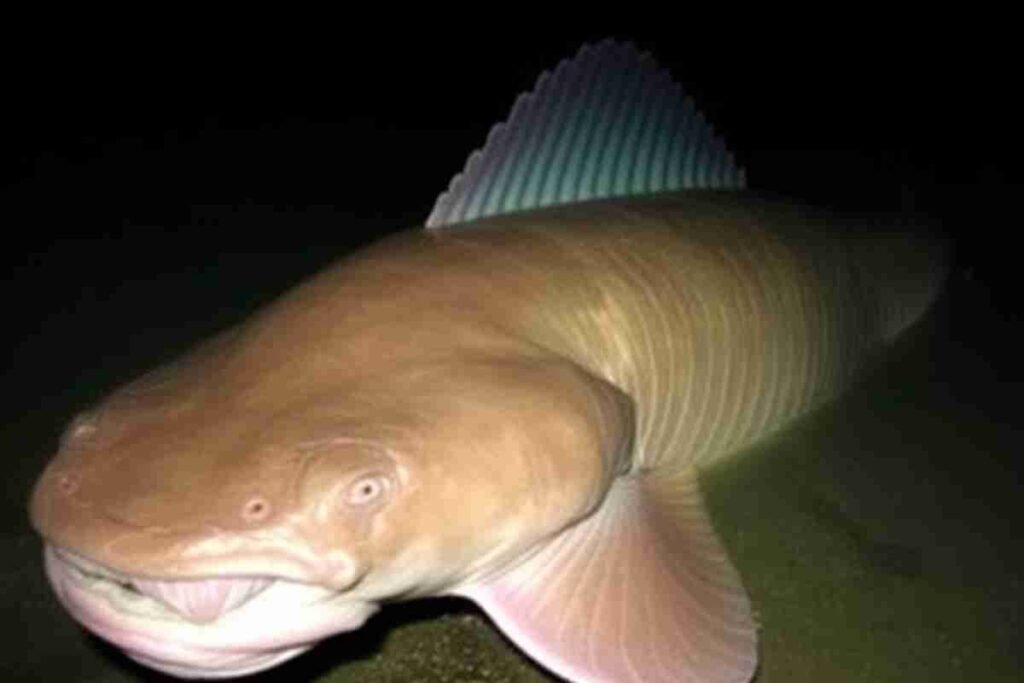 Mekong Giant Catfish