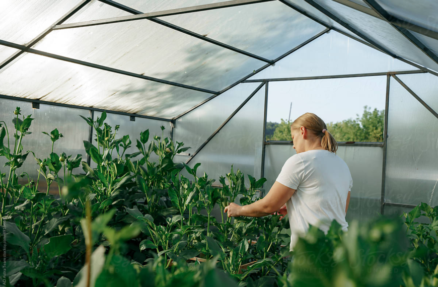 Top Applications of Wholesale Greenhouse Supplies for Commercial Growers and Retailers