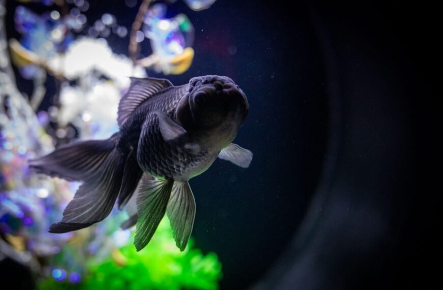 Understanding and Caring for Black Moor Goldfish