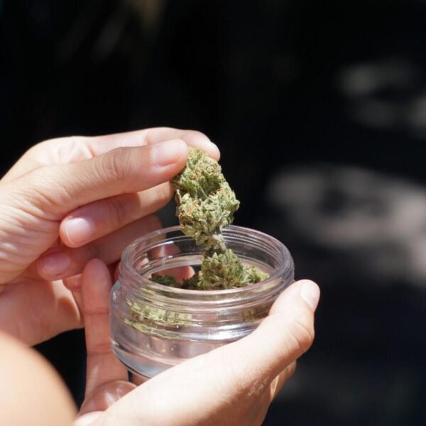 How to Choose the Best Cannabis Flower for Your Wellness Needs
