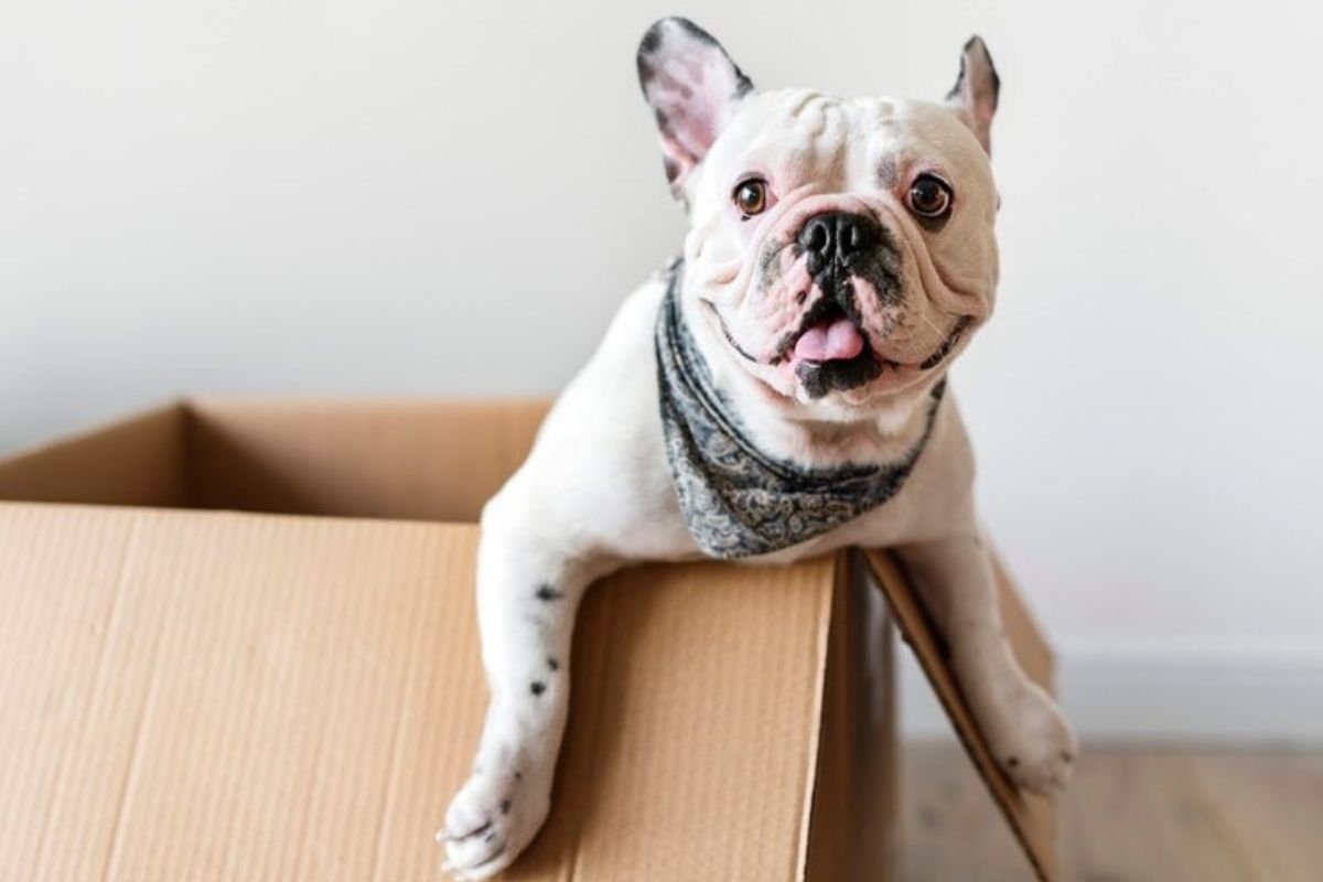 Can I Move Pets During a Weston Super Mare House Removal?
