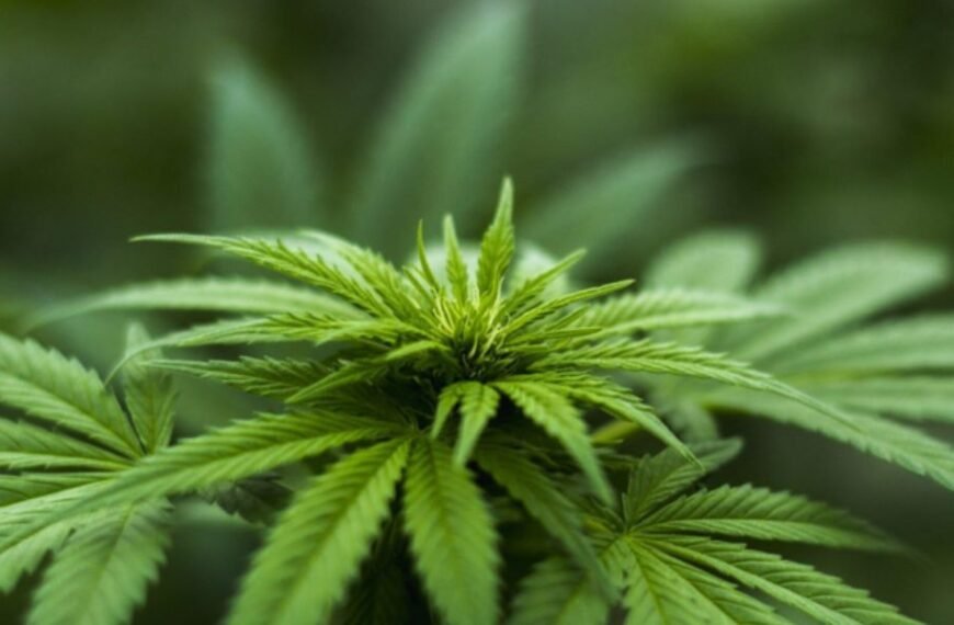 How to Choose the Right Wellness Dispensary for You